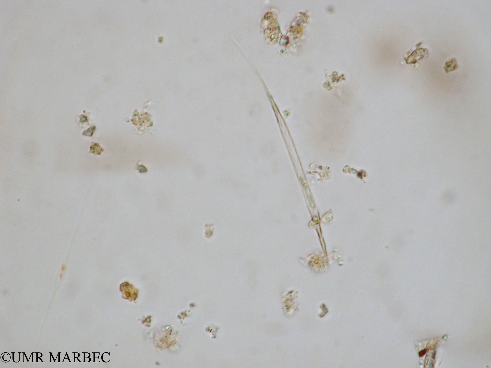 phyto/Tulear Lagoon/all/ICAR2 Avril 2008/Calciosolenia brasiliensis (Cf Rhizosolenia sp5 x1.5x40)(copy).jpg